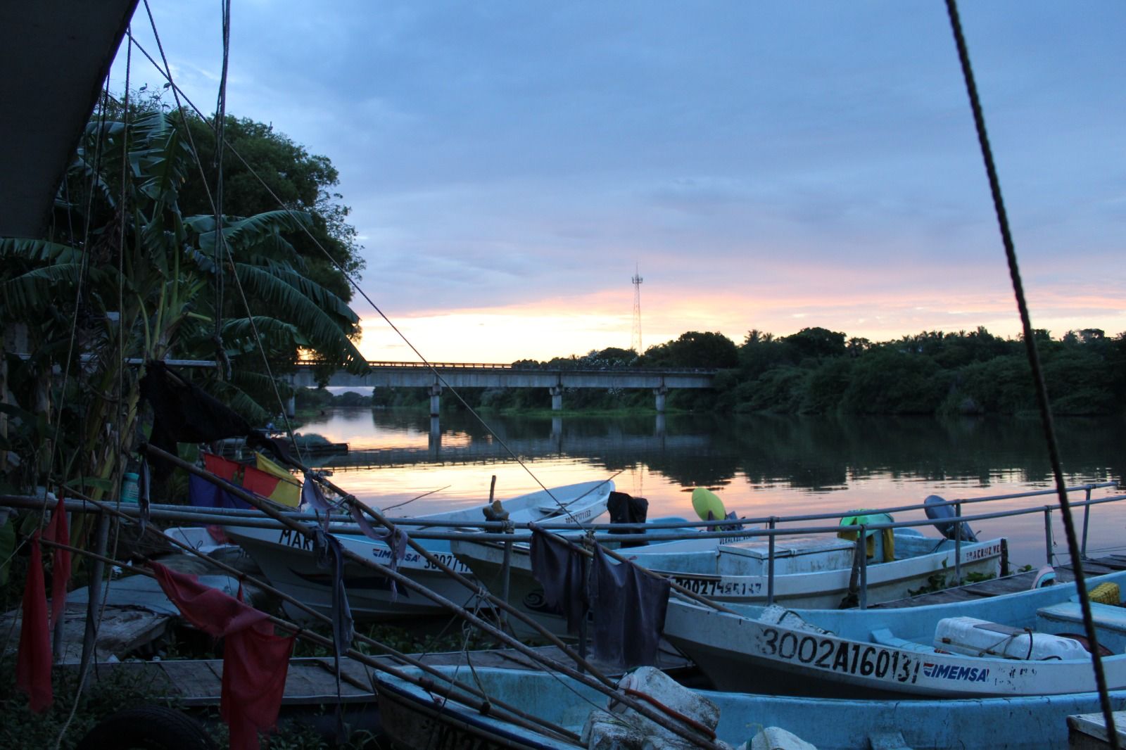Investigación de tiburones